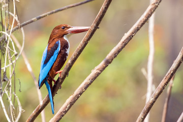 Image of bird on the branch on natural background. White-throated Kingfisher ( Halcyon smyrnensis )