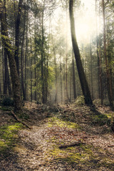 Sun rays shine through the trees