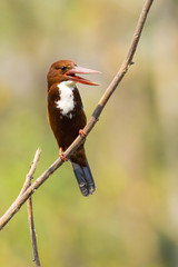 Image of bird on the branch on natural background. White-throated Kingfisher ( Halcyon smyrnensis )