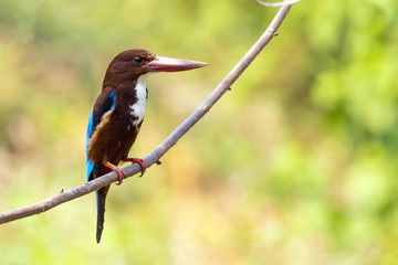 Image of bird on the branch on natural background. White-throated Kingfisher ( Halcyon smyrnensis )