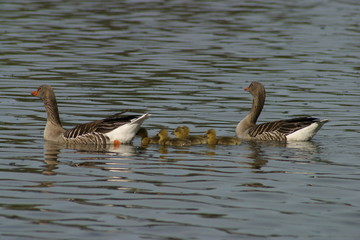 Röderaue_Frühling_Enten