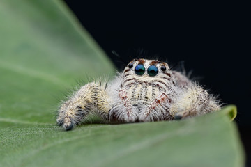 Super macro female Hyllus diardi or Jumping spider on green leaf