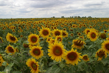 Sonnenblumen_Felder_Vögel