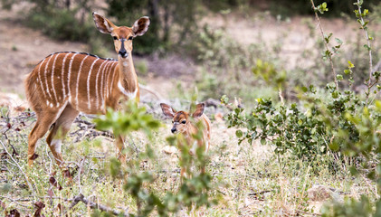 Nyala