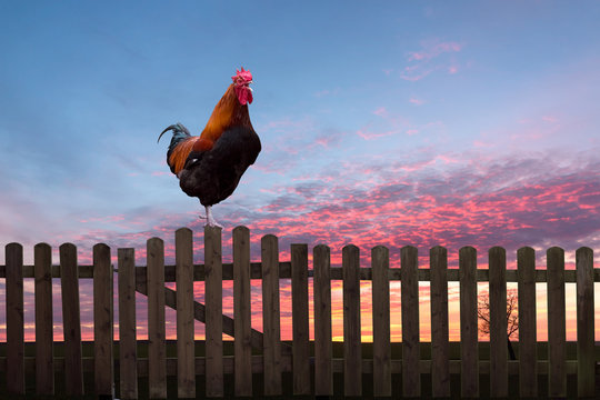 Hahn kr&auml;ht auf einem Zaun im Sonnenaufgang