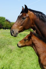 Beautiful mare and foal on a meadow    