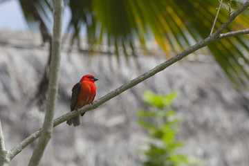 Bright red fody (Foudia madagascariensis) on the branch of the tree at the island La Digue, Seychelles