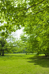 Obraz premium 新緑の公園
