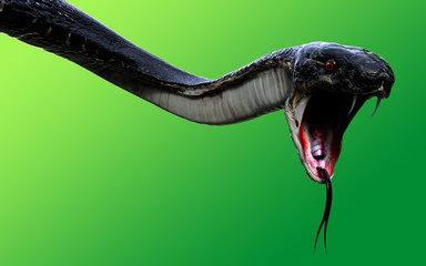 Naklejka premium 3d King Cobra Black Snake The world's longest venomous snake isolated on green background, King cobra snake 3d illustration, King cobra snake 3d Rendering