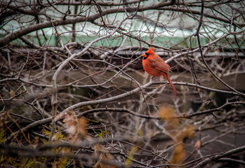 Male Northern Cardinal Bird at Central Park - New York, USA