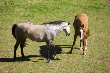 Two horses