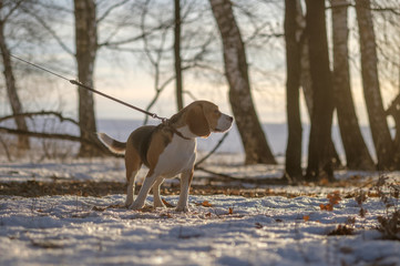 Portrait of a Beagle on a walk