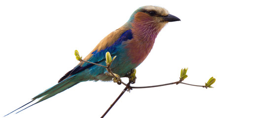 Lilac-breasted Roller