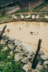 Geese in a pond