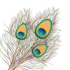 Peacock Feathers Illustration
