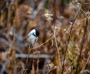 Black-capped Chickadee Bird at Central Park - New York, USA