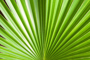 Fototapeta premium Arecaceae or Palmae 