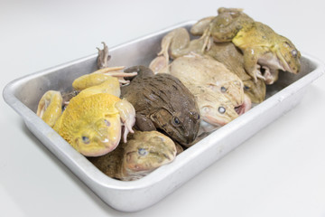 Frog anatomy for Education.
