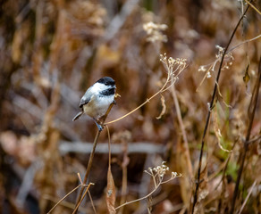 Black-capped Chickadee Bird at Central Park - New York, USA