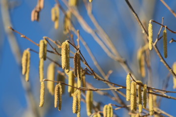 Châton de noisetier au printemps