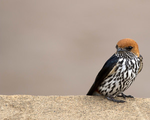 Lesser-striped Swallow