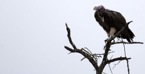 Vultures