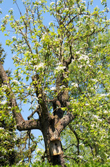 pear tree blossom with nest box inside. springtime.