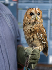 Falkner mit Eule Kautz