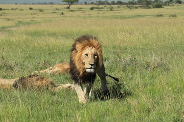 Mature lion walking in Kenya