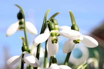 first snowdrops, spring primroses