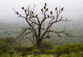 Vultures