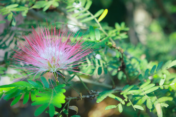 Pink red powderpuff or Red Head powderpuff in garden