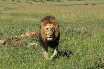 Fototapeta na wymiar Mature lion walking closed up in Kenya