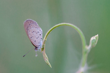 Gray butterfly island on top of grass on green background
