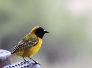Lesser-masked weaver
