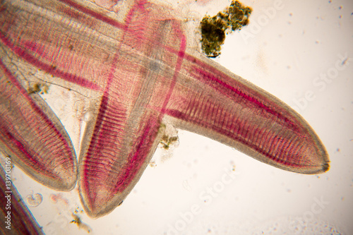 "Gills of fish under the microscope for Education." Stock