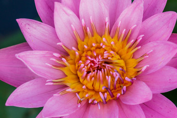 beauty pink lotus flower