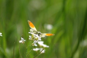 Biało pomarańczowy motyl na białych kwiatkach na zielonym, rozmytym tle © Aneta