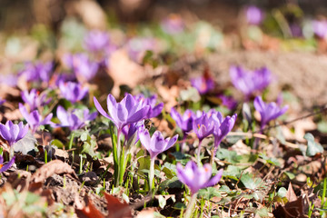 
Saffron, crocus