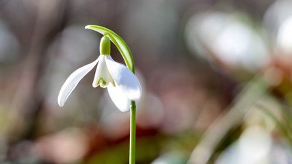 Snowdrops