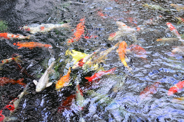 Colorful koi carp fish swimming in pond, top view