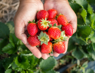 strawberry in hand