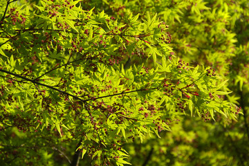 Fächerahorn - Acer palmatum - Blüten im Frühling