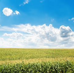 field with maize and clouds in blue sky