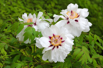 Chinesische Strauch-Pfingstrose  Paeonia Rockii Hybride im Garten