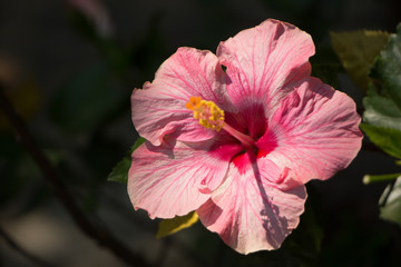 Close up of Pink Hibiscus rosa-sinensis or Cooperi