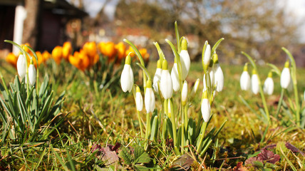 Schneeglöckchen bei Sonnenschein und blauem Himmel, galanthus
