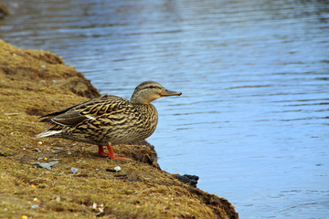 Duck on the edge