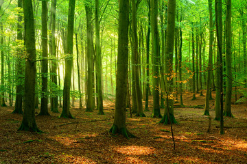 Natural Beech Tree Forest of illuminated by the Sun