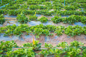strawberry at farm 
